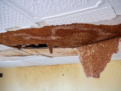 Professional ceiling water damage repair services in Phoenix - water damage cleanup